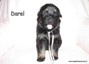 Darel, zwarte teef 4 weken jong